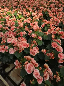 Begonia elatior V. 14 cm H. 50 cm - Azienda Florovivaistica Ponteflora Di Pisapia Antonio