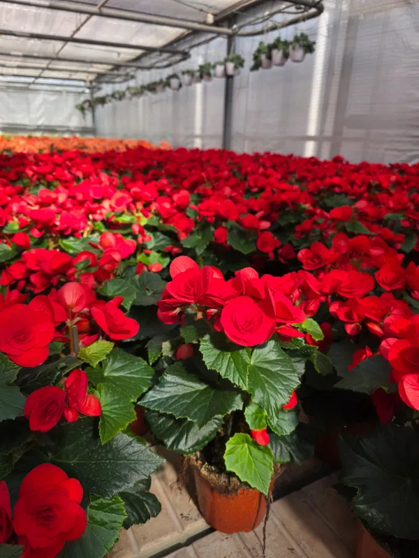 Begonia elatior V. 14 cm H. 50 cm - Azienda Florovivaistica Ponteflora Di Pisapia Antonio