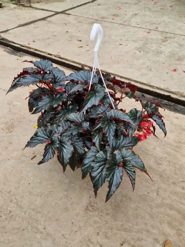 Begonia spirit V. 20 cm H. 40 cm - Azienda Florovivaistica Ponteflora Di Pisapia Antonio