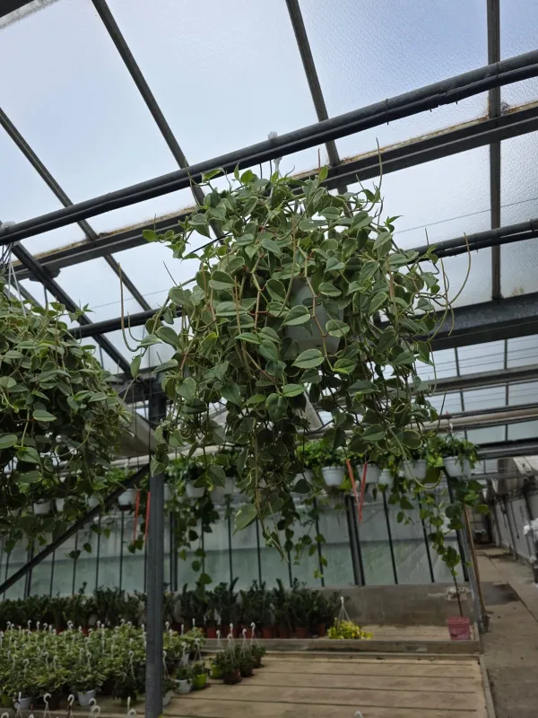 Peperomia serpens V. 20 cm H. 30 cm - Azienda Florovivaistica Ponteflora Di Pisapia Antonio