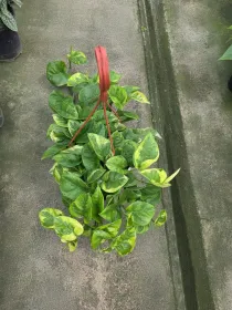 Epipremnum pinnatum N'Joy V. 20 cm H. 14,5 cm - Azienda Florovivaistica Ponteflora Di Pisapia Antonio