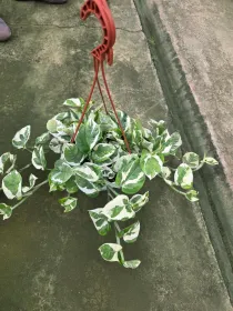 Epipremnum pinnatum N'Joy V. 20 cm H. 14,5 cm - Azienda Florovivaistica Ponteflora Di Pisapia Antonio