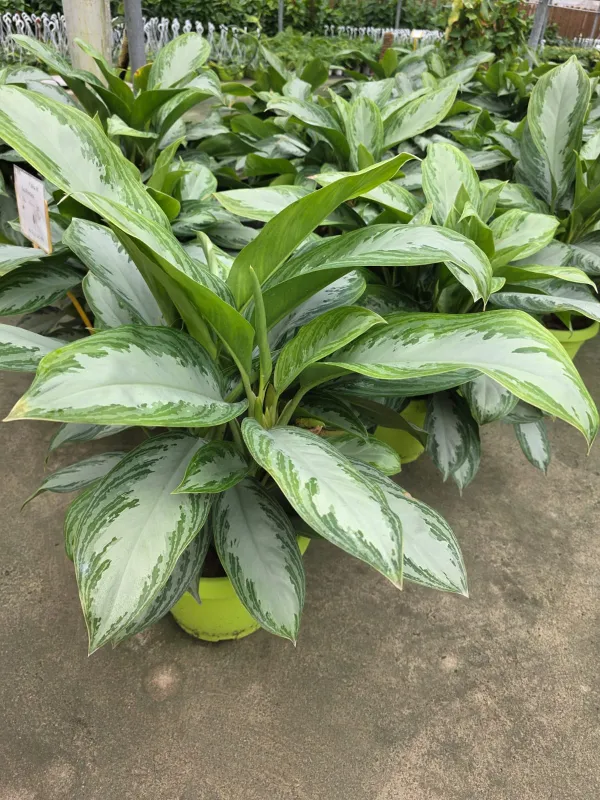 Aglaonema 'Silver Bay' V. 25 cm H. 50 cm - Azienda Florovivaistica Ponteflora Di Pisapia Antonio