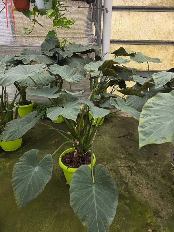 Alocasia royal V. 35 cm H. 110 cm - Azienda Florovivaistica Ponteflora Di Pisapia Antonio