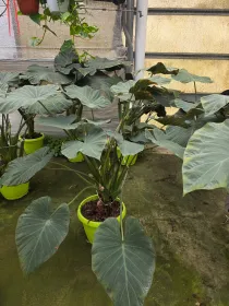 Alocasia royal V. 35 cm H. 110 cm - Azienda Florovivaistica Ponteflora Di Pisapia Antonio