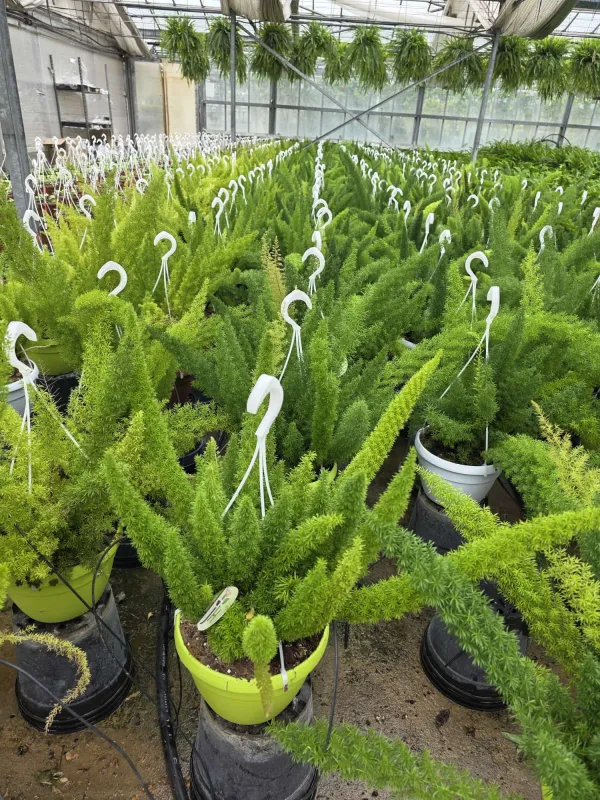 Asparagus Myers V. 20 cm H. 60 cm - Azienda Florovivaistica Ponteflora Di Pisapia Antonio