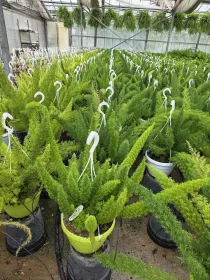 Asparagus Myers V. 20 cm H. 60 cm - Azienda Florovivaistica Ponteflora Di Pisapia Antonio