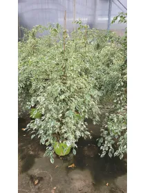 Ficus starlight V. 30 cm H. 160 cm - Azienda Florovivaistica Ponteflora Di Pisapia Antonio