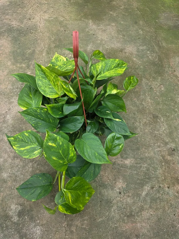 Scindapsus Aureum V. 20 cm H. 14,5 cm Pothos Aurea - Azienda Florovivaistica Ponteflora Di Pisapia Antonio