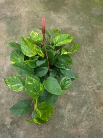 Scindapsus Aureum V. 20 cm H. 14,5 cm Pothos Aurea - Azienda Florovivaistica Ponteflora Di Pisapia Antonio