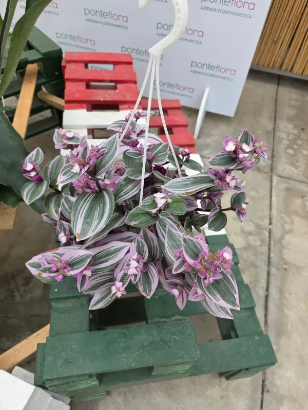 Tradescantia nanouk V. 20 cm H. 30 cm - Azienda Florovivaistica Ponteflora Di Pisapia Antonio