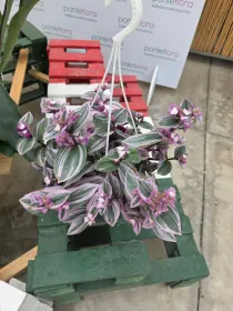 Tradescantia nanouk V. 20 cm H. 30 cm - Azienda Florovivaistica Ponteflora Di Pisapia Antonio