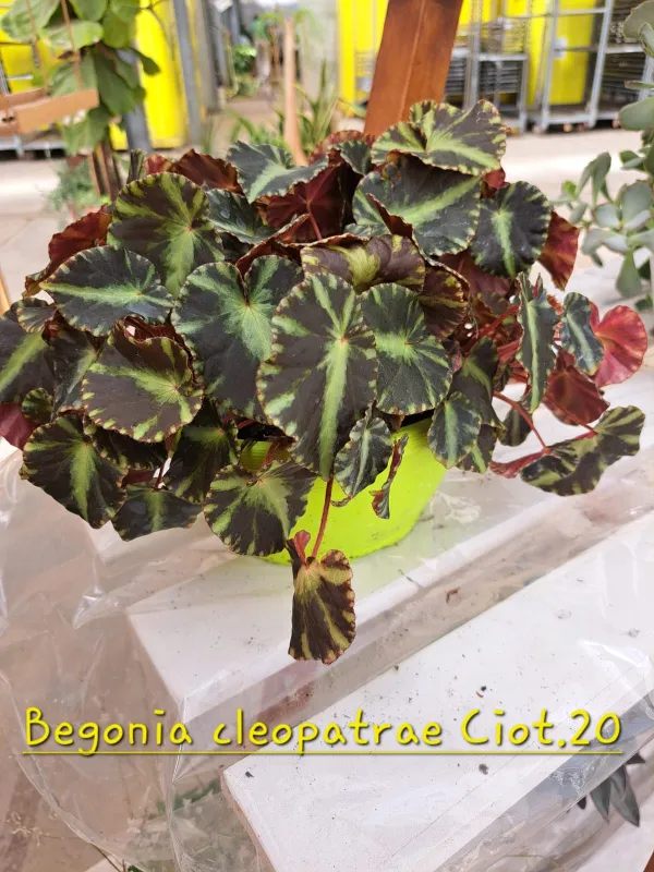 Begonia cleopatra V. 20 cm H. 30 cm - Azienda Florovivaistica Ponteflora Di Pisapia Antonio
