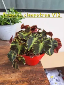 Begonia cleopatra V. 12 cm H. 15 cm - Azienda Florovivaistica Ponteflora Di Pisapia Antonio