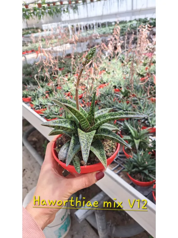 Haworthia mix V. 12 cm H. 10 cm - Azienda Florovivaistica Ponteflora Di Pisapia Antonio