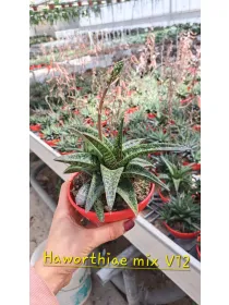 Haworthia mix V. 12 cm H. 10 cm - Azienda Florovivaistica Ponteflora Di Pisapia Antonio
