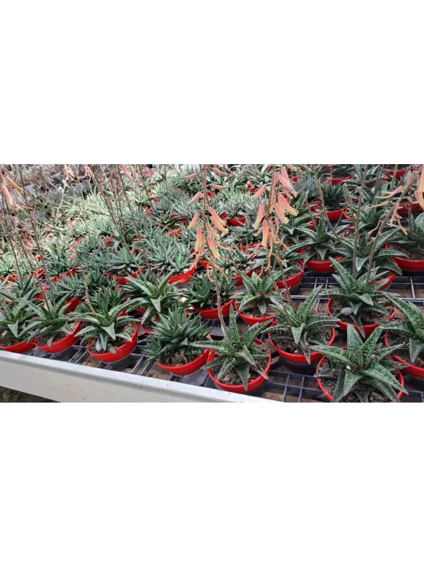 Haworthia mix V. 12 cm H. 10 cm - Azienda Florovivaistica Ponteflora Di Pisapia Antonio
