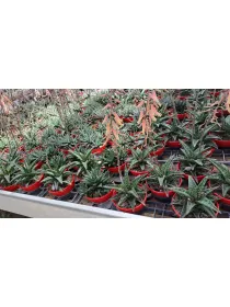 Haworthia mix V. 12 cm H. 10 cm - Azienda Florovivaistica Ponteflora Di Pisapia Antonio