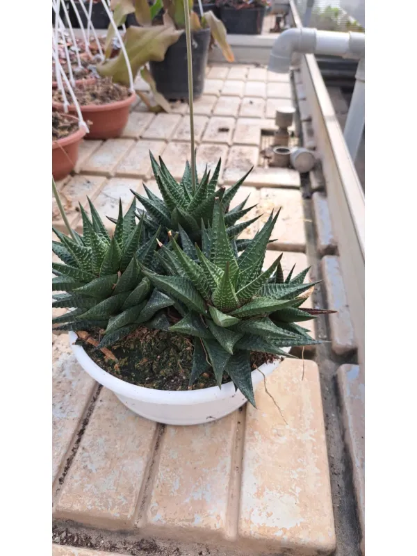 Haworthia mix V. 20 cm H. 30 cm - Azienda Florovivaistica Ponteflora Di Pisapia Antonio