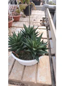 Haworthia mix V. 20 cm H. 30 cm - Azienda Florovivaistica Ponteflora Di Pisapia Antonio