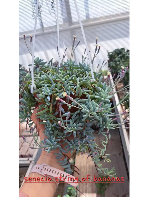 Senecio strings of bananas V. 18 cm H. 25 cm - Azienda Florovivaistica Ponteflora Di Pisapia Antonio