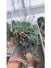 Senecio strings of bananas V. 18 cm H. 25 cm - Azienda Florovivaistica Ponteflora Di Pisapia Antonio