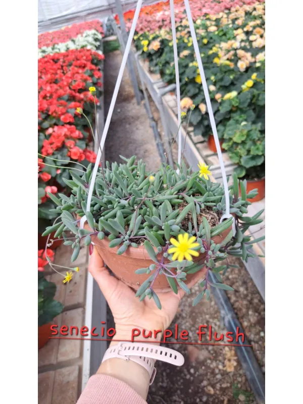 Senecio purple flash V. 18 cm H. 20 cm - Azienda Florovivaistica Ponteflora Di Pisapia Antonio