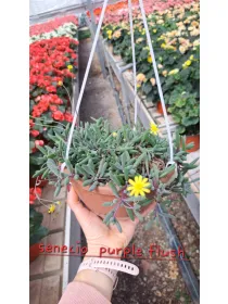 Senecio purple flash V. 18 cm H. 20 cm - Azienda Florovivaistica Ponteflora Di Pisapia Antonio