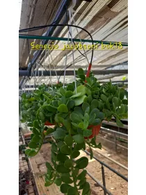 Senecio jacobsenii V. 18 cm H. 20 cm - Azienda Florovivaistica Ponteflora Di Pisapia Antonio
