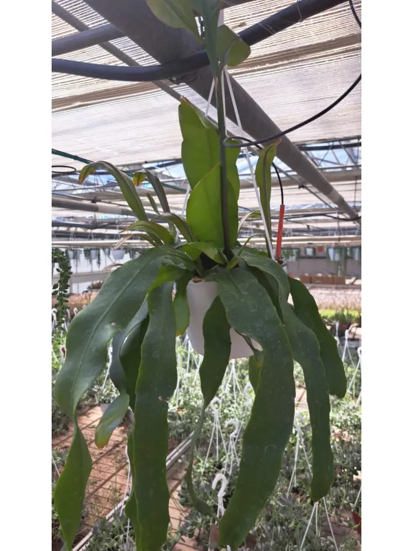 Epiphyllum anguliger V. 18 cm H. 20 cm - Azienda Florovivaistica Ponteflora Di Pisapia Antonio