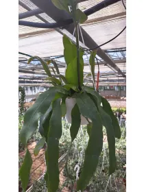 Epiphyllum anguliger V. 18 cm H. 20 cm - Azienda Florovivaistica Ponteflora Di Pisapia Antonio