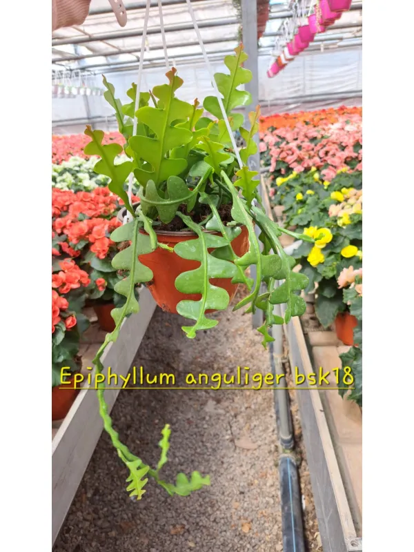 Epiphyllum anguliger V. 18 cm H. 20 cm - Azienda Florovivaistica Ponteflora Di Pisapia Antonio