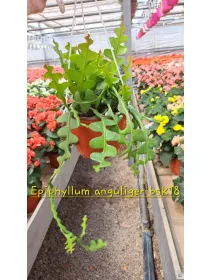 Epiphyllum anguliger V. 18 cm H. 20 cm - Azienda Florovivaistica Ponteflora Di Pisapia Antonio
