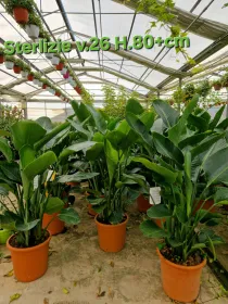 Strelitzia nicolai V. 26 cm H. 85 cm - Azienda Florovivaistica Ponteflora Di Pisapia Antonio