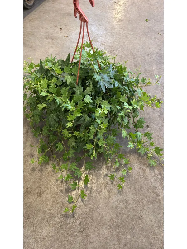 Hedera helix V. 20 cm H. 30 cm - Azienda Florovivaistica Ponteflora Di Pisapia Antonio