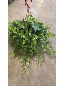 Hedera helix V. 20 cm H. 30 cm - Azienda Florovivaistica Ponteflora Di Pisapia Antonio