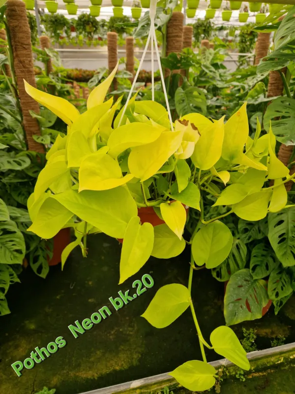 Scindapsus mix lemon V. 20 cm H. 40 cm - Azienda Florovivaistica Ponteflora Di Pisapia Antonio