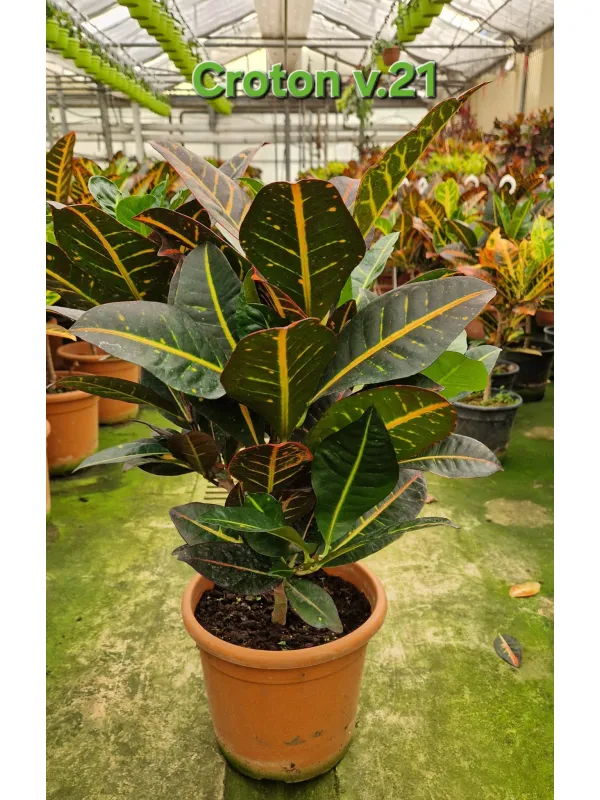 Codiaeum petra V. 21 cm H. 70 cm - Azienda Florovivaistica Ponteflora Di Pisapia Antonio