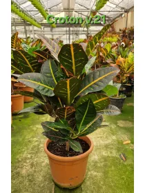 Codiaeum petra V. 21 cm H. 70 cm - Azienda Florovivaistica Ponteflora Di Pisapia Antonio