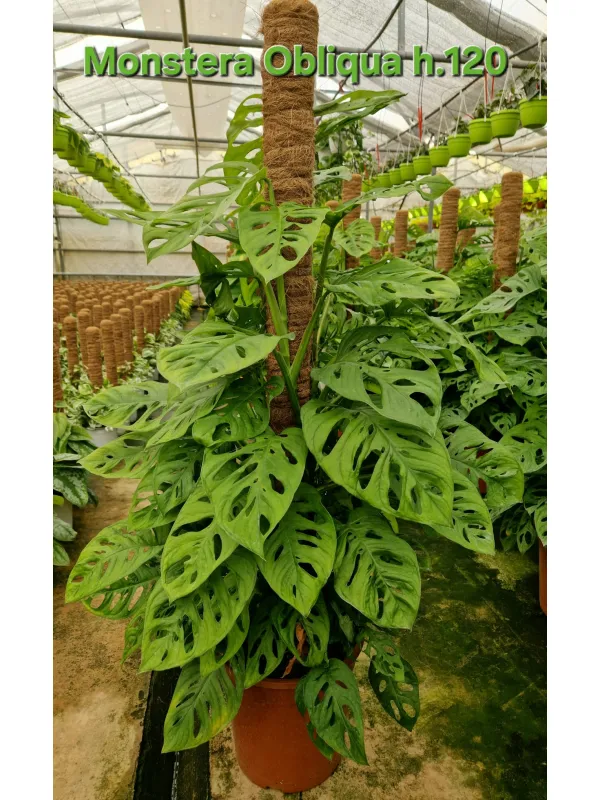 Monstera Obliqua V. 24 cm H. 120 cm - Azienda Florovivaistica Ponteflora Di Pisapia Antonio