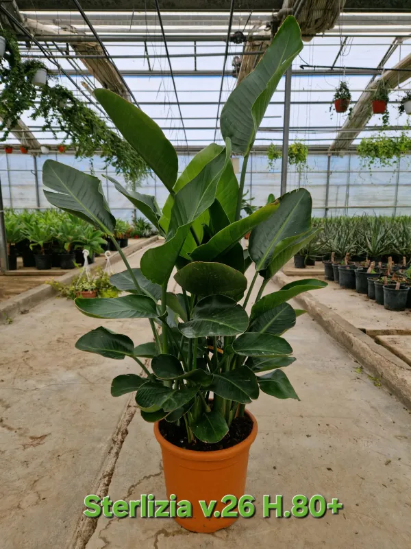Strelitzia nicolai V. 26 cm H. 80 cm - Azienda Florovivaistica Ponteflora Di Pisapia Antonio