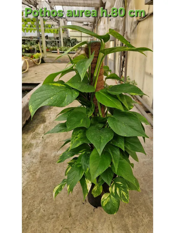 Epipremnum Aureum V. 19 cm H. 80 cm - Azienda Florovivaistica Ponteflora Di Pisapia Antonio