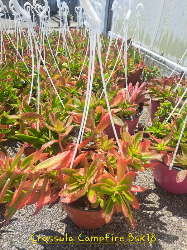 Crassula campfire V. 18 cm H. 25 cm - Azienda Florovivaistica Ponteflora Di Pisapia Antonio