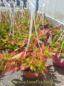 Crassula campfire V. 18 cm H. 25 cm - Azienda Florovivaistica Ponteflora Di Pisapia Antonio