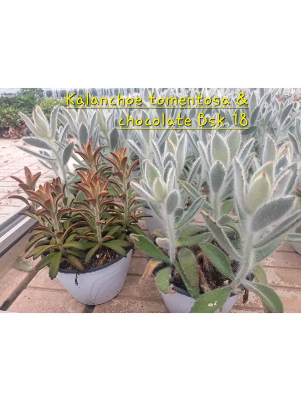 Kalanchoe tomentosa V. 18 cm H. 30 cm - Azienda Florovivaistica Ponteflora Di Pisapia Antonio