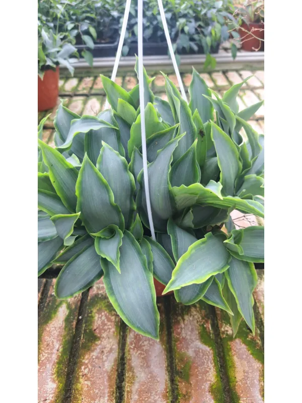 Murdannia lor. Bright Star V. 18 cm H. 30 cm - Azienda Florovivaistica Ponteflora Di Pisapia Antonio