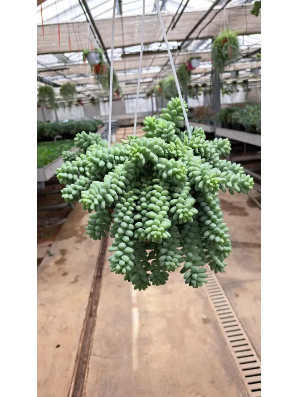 Sedum blue brasil V. 18 cm H. 20 cm - Azienda Florovivaistica Ponteflora Di Pisapia Antonio