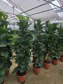 Ficus lyrata 'Bambino' V. 25 cm H. 180 cm - Azienda Florovivaistica Ponteflora Di Pisapia Antonio