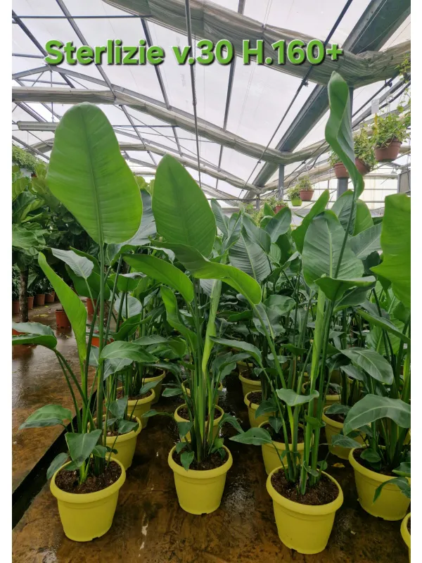 Strelitzia nicolai V. 30 cm H. 170 cm - Azienda Florovivaistica Ponteflora Di Pisapia Antonio