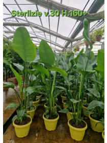 Strelitzia nicolai V. 30 cm H. 170 cm - Azienda Florovivaistica Ponteflora Di Pisapia Antonio